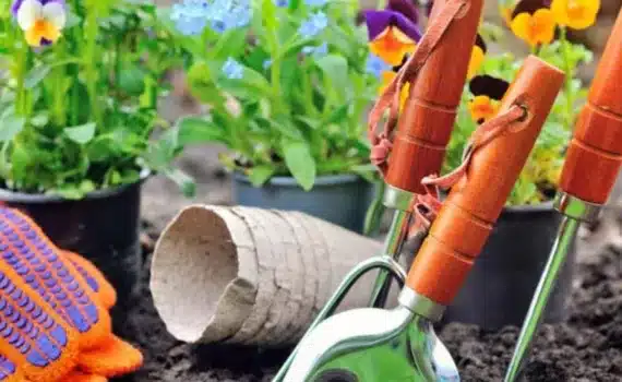 Garden Maintenance Services Dubai
